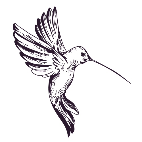 Sketched out hummingbird